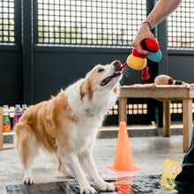 Load image into Gallery viewer, Buzzy Bee dog toy
