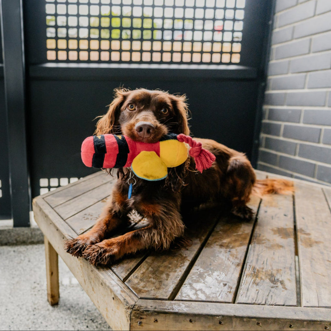 Buzzy Bee dog toy
